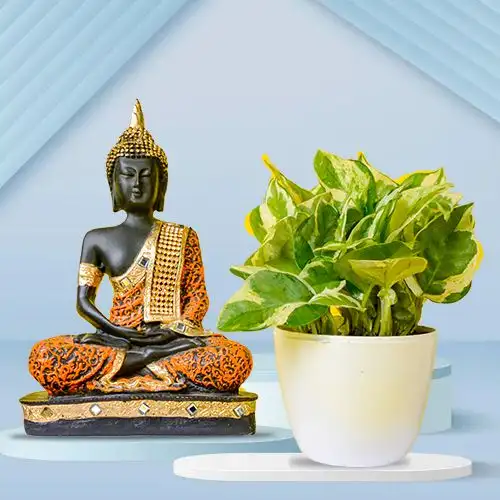 Good Fortune - Air Purifying Golden Pothos Plant n Buddha Idol Duo