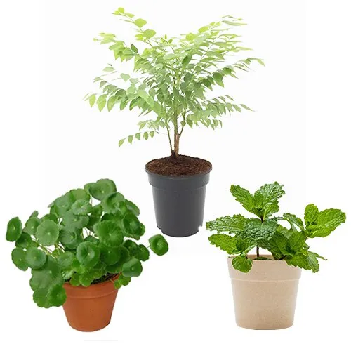 Greeny 3 Medicinal Plants Combo Gift