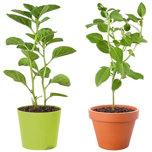 Attractive Vringraj with Ashwagandha Plant Gift