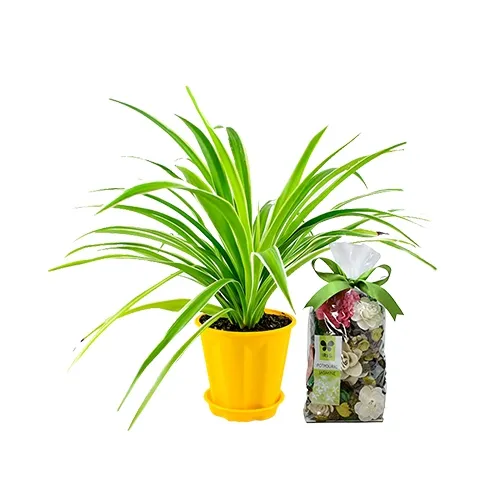 Refreshing Pair of Spider Plant with IRIS Jasmine Fragrance Potpourri