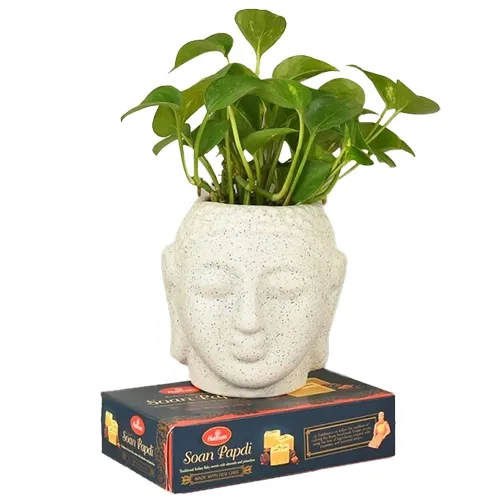 Attractive Money Plant N Soan Papdi Sweetness Spree