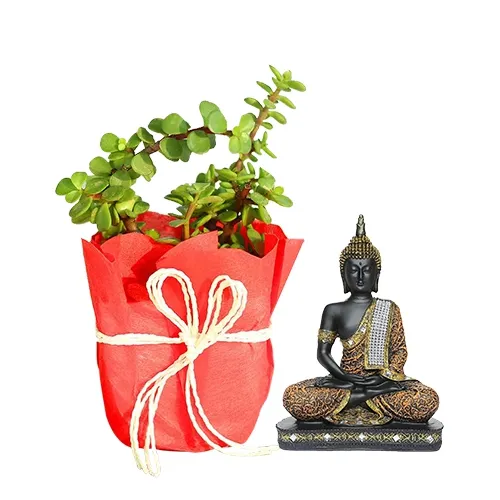 Good Luck Jade Plant N Sitting Buddha Idol Combo