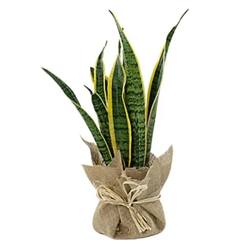 Air Purifying Jute Wrapped Snake Plant in Plastic Pot