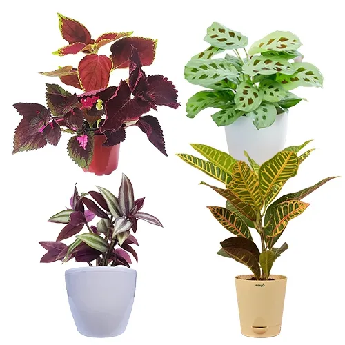 Impressive Set of 4 Indoor Plants