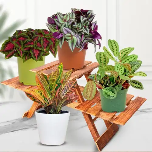 Impressive Set of 4 Indoor Plants