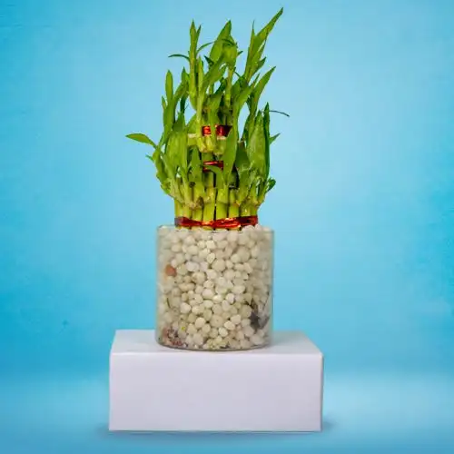 Fascinating 3 Tier Good Luck Bamboo Plant in Glass Pot<br>