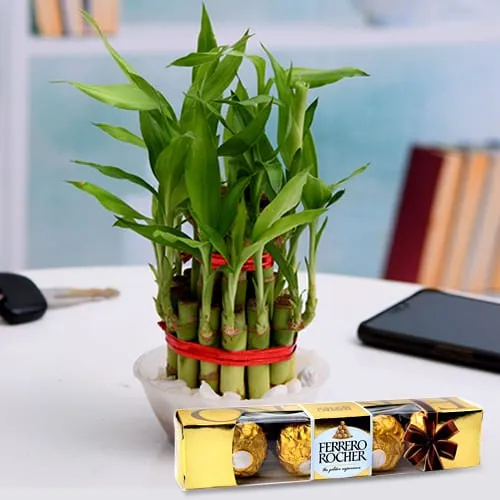 Buy 2 Tier Lucky Bamboo Plant with Ferrero Rocher Chocolates Pack