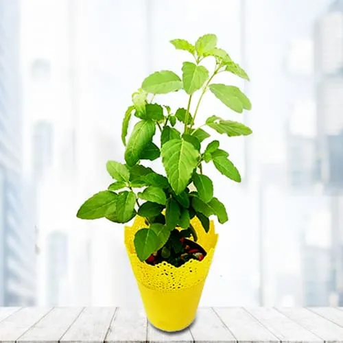 Order Tulsi Plant in Plastic Pot