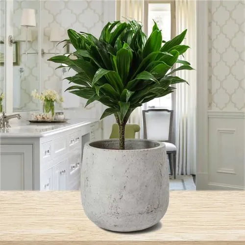 Buy Dracaena Compacta Air Purifying Plant in Ceramic Pot