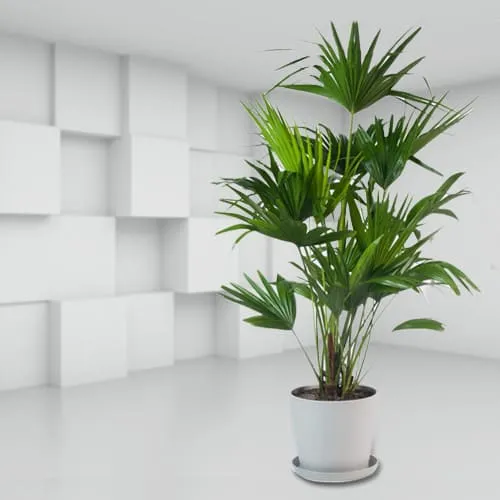 Eye-Catching China Palm in a Ceramic Pot<br>