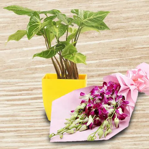 Aesthetic Gift Collection of Potted Syngonium Plant with Orchids Bunch