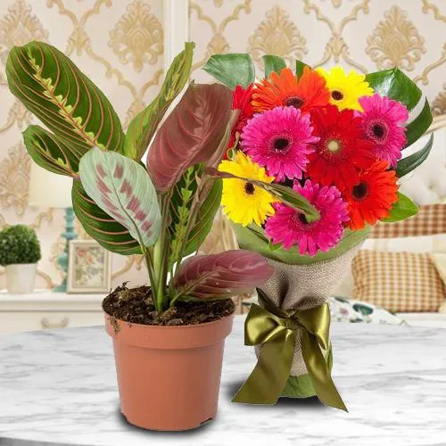 Flowering Maranta Prayer Plant with Gerberas Bunch