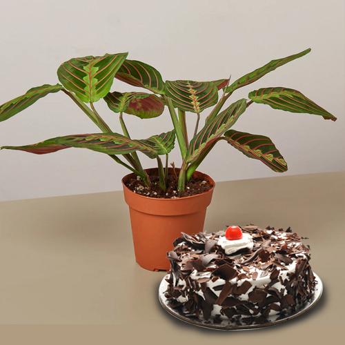 Bright Gift Of Indoor Maranta Prayer Live Plant With Cake To Kolkata Free Shipping Bright Gift Of Indoor Maranta Prayer Live Plant With Cake To Kolkata Free Shipping