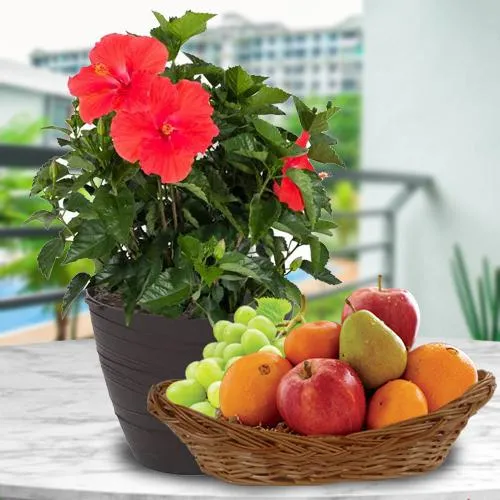 Breathtaking Present of Tropical Hibiscus Planter with Fruits