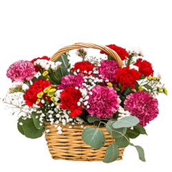 Delightful 30 Mixed Carnations in a Brilliant Arrangement Delightful 30 Mixed Carnations in a Brilliant Arrangement